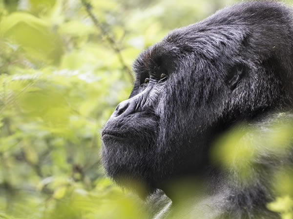 Mountain Gorillas