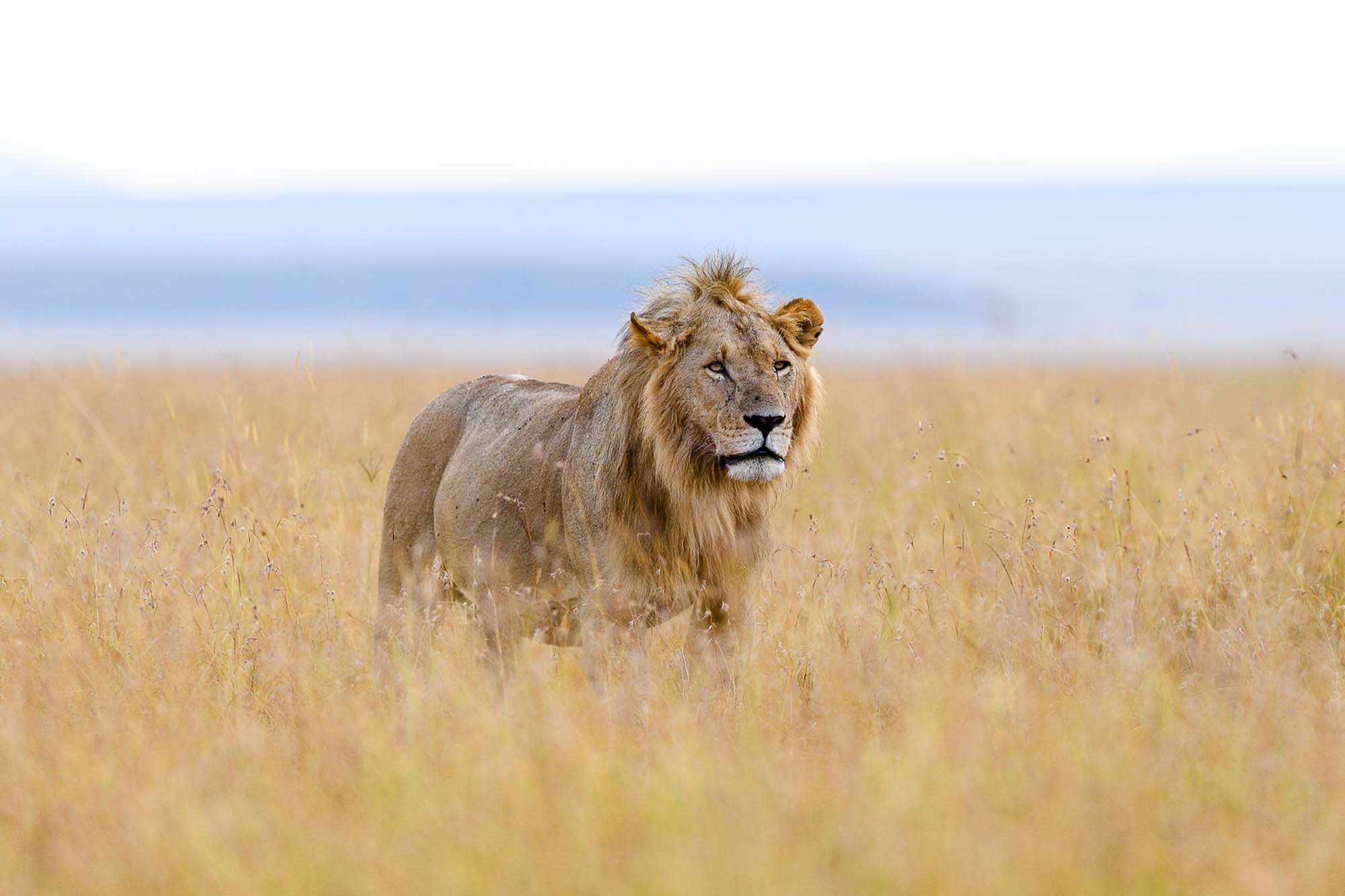 masai mara lions