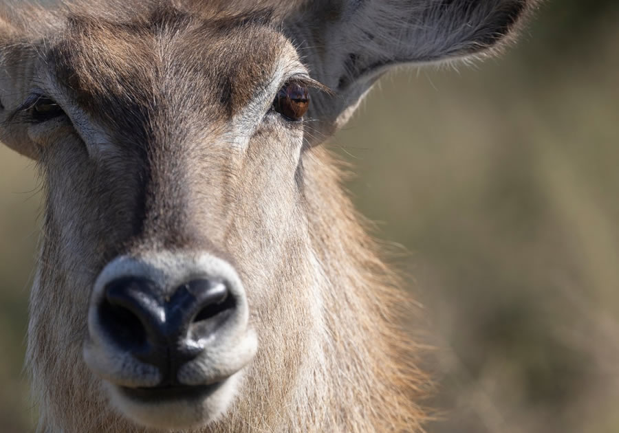 Kruger National Park