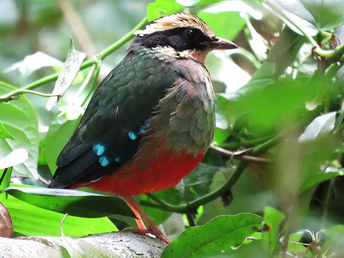 Birding in Kibale Forest National Park 