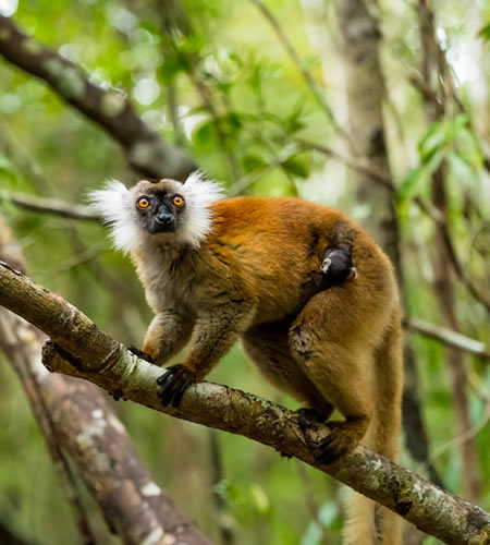 Black lemurs – Madagascar