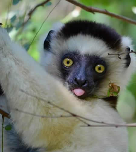 Lemurs – Madagascar safaris