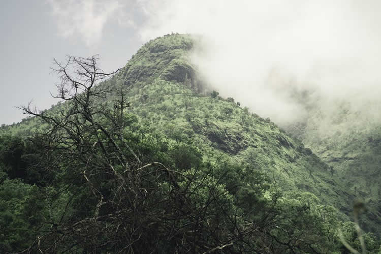 Nature walk in Rwenzoris