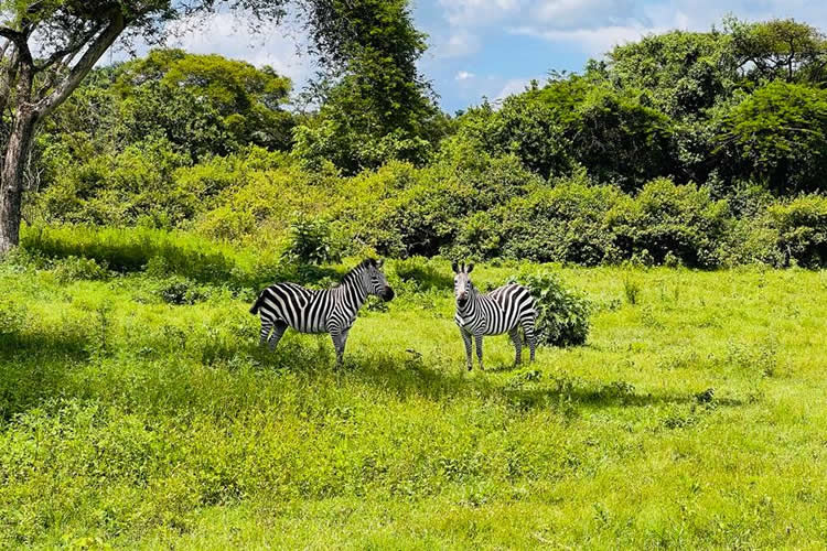 Zebras in Katonga