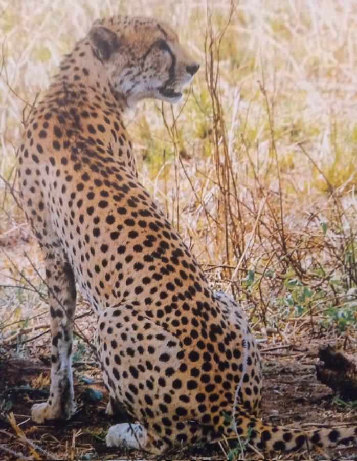 Cheetah Watching