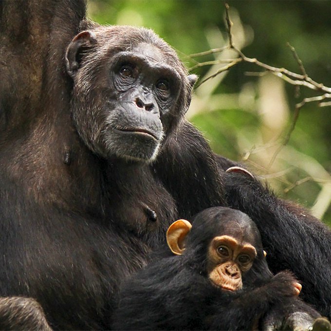 Chimpanzee Watching in Uganda