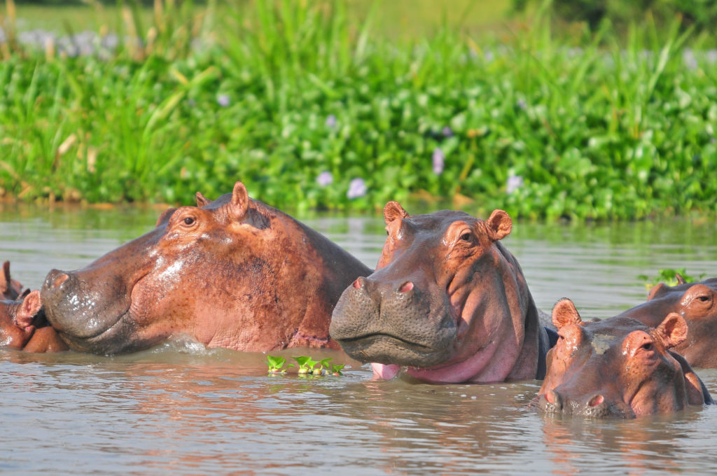 Hippos-in-sumuliki-national-park