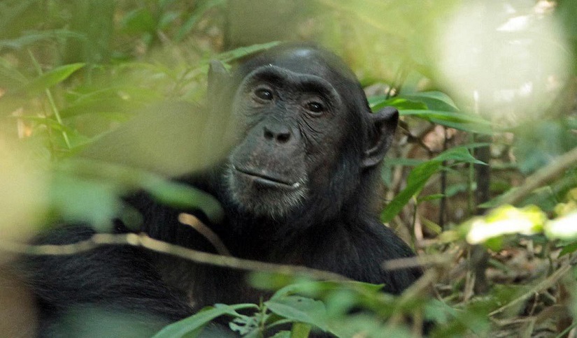 Chimpanzee watching 