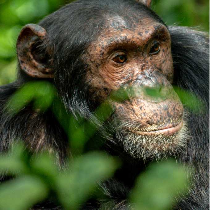 Visit the chimpanzees