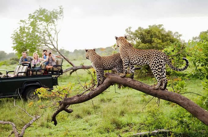 South Africa Game drive