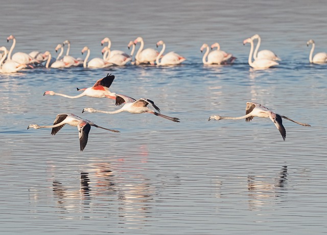 Flamingos in Lake Nakuru