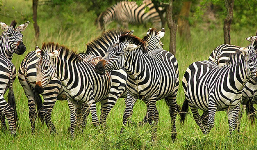 zebra-Nyika