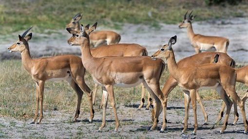 A herd of impala (Aepyceros melampus) in Hwange national Park, Zimbabwe.