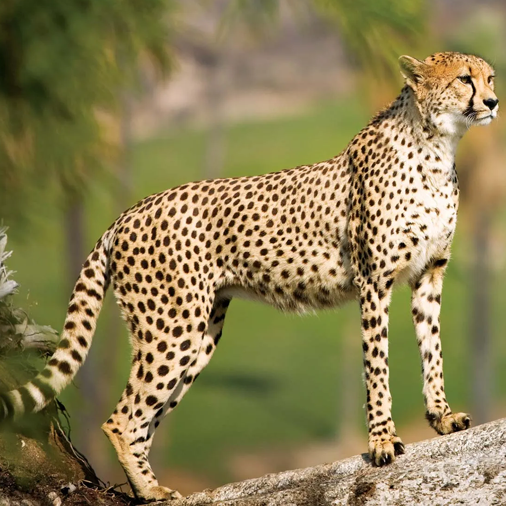 cheetahs kenya