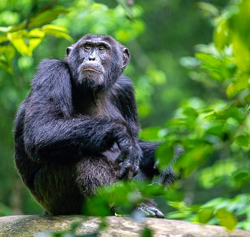 chimps trek