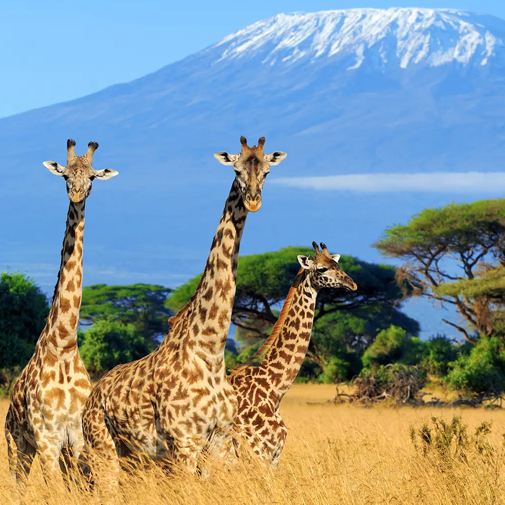 giraffes in kenya