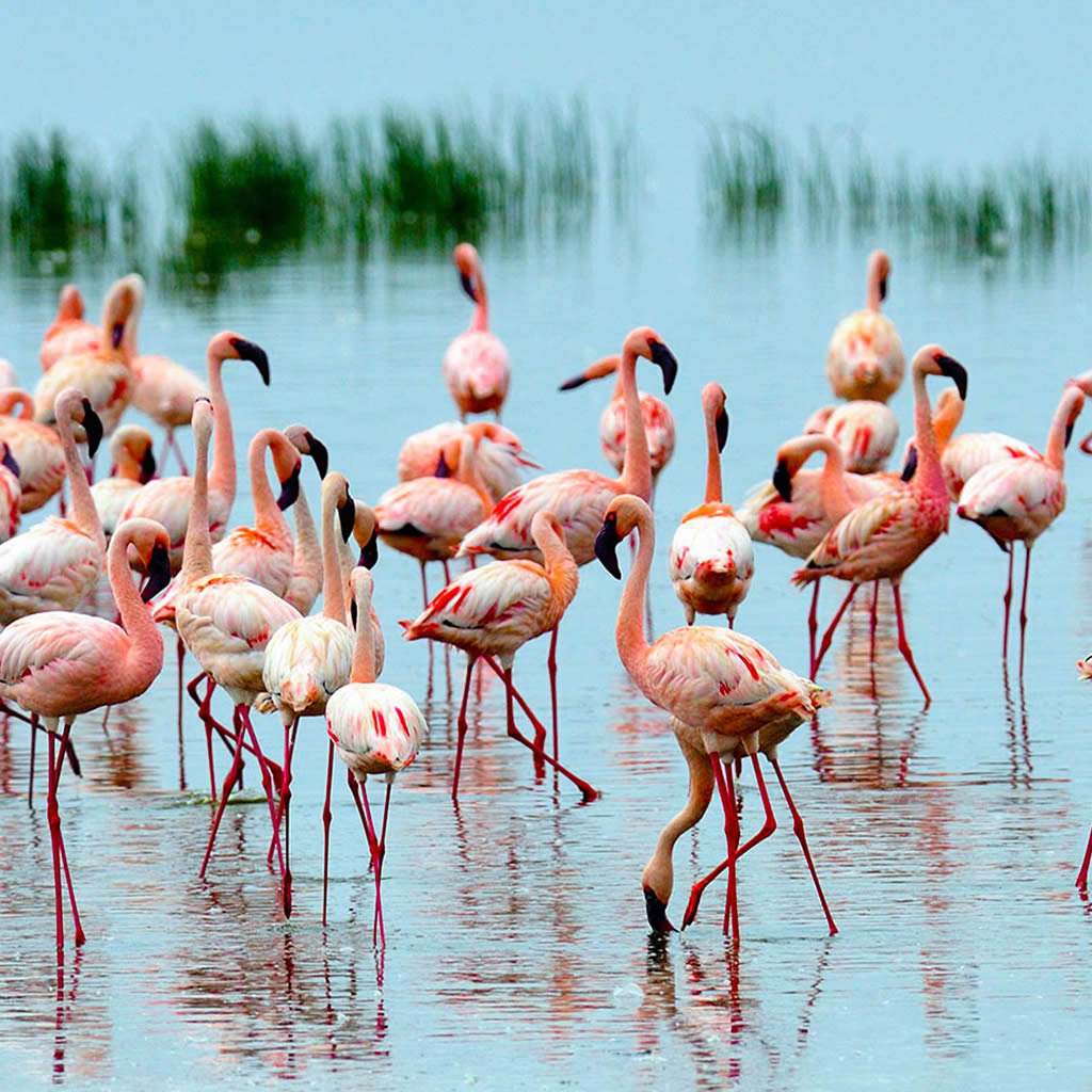 kenya safaris