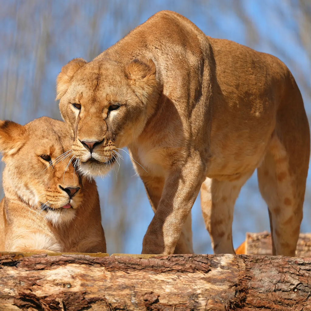 lions in kenya–