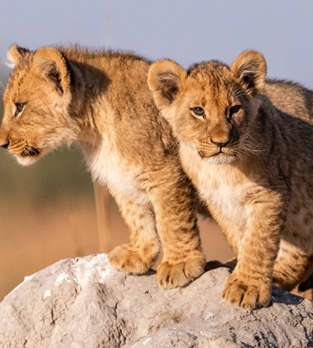 lions in kenya