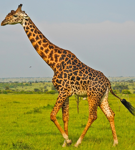 masai-mara giraffe