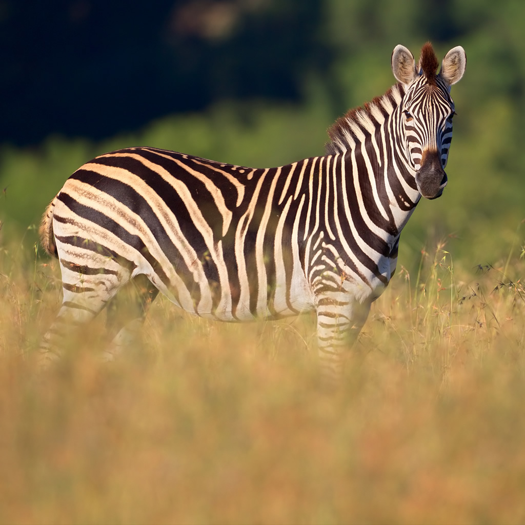 zebras kenya