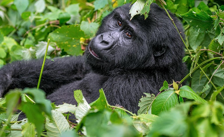 Ug gorillas