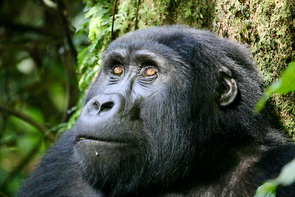 gorillas –