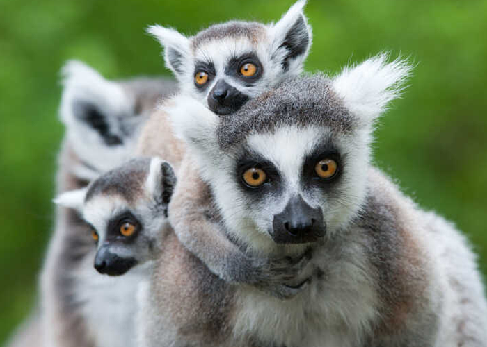 lemur family