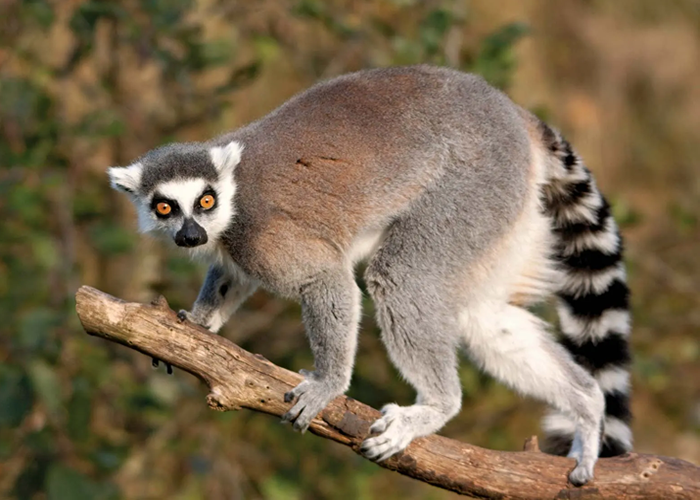 lemurss