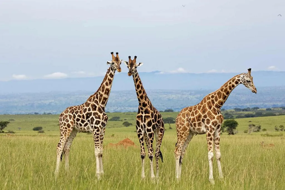 murchison giraffes