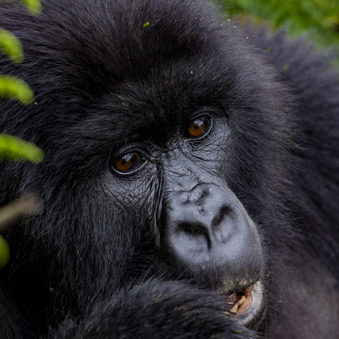 Ug gorillas–