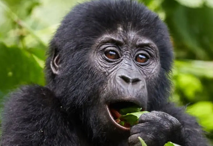 bwindi–forest