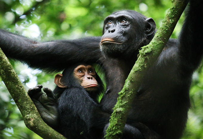 chimpanzee at kibale