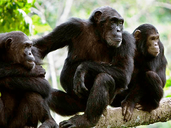 chimpanzee tracking in tz