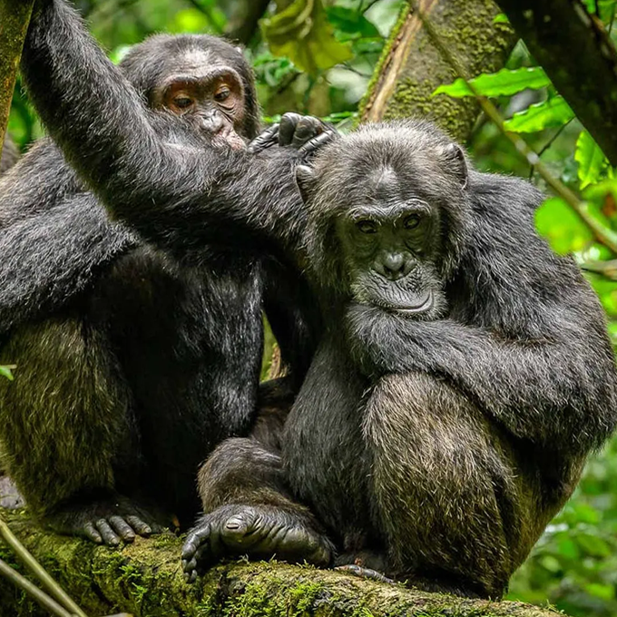 chimpanzee treks ug