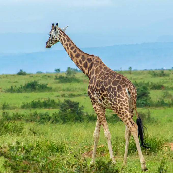 giraffes in ug–