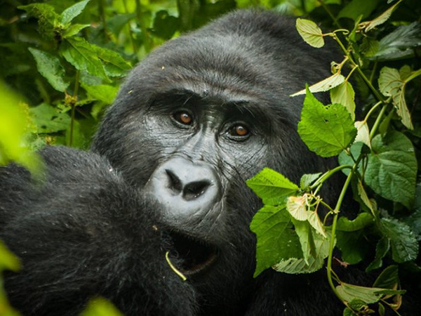 gorilla tour