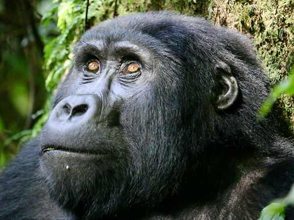 gorilla tours–