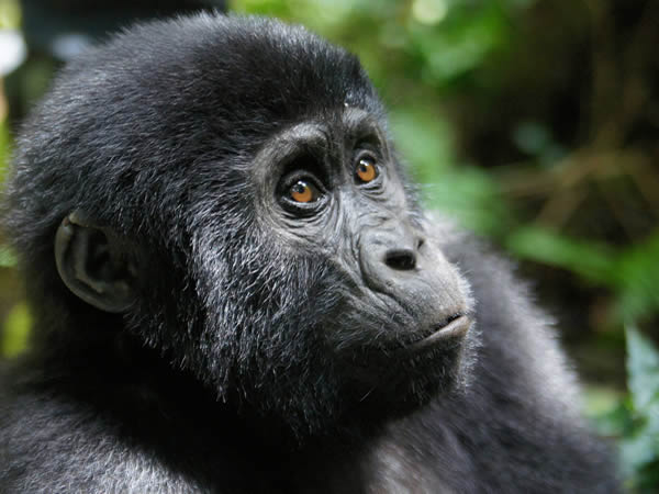 gorilla treking