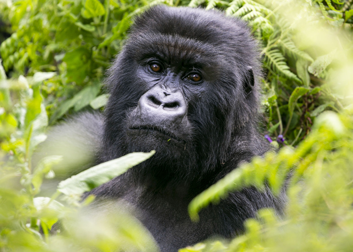 gorillas treking