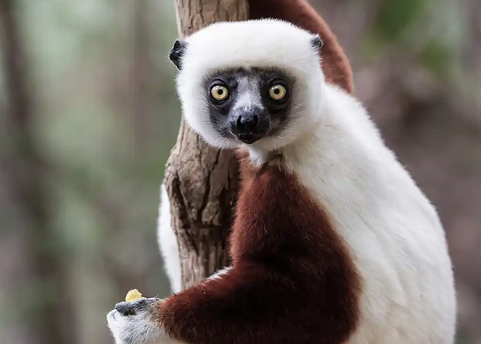 lemur 1