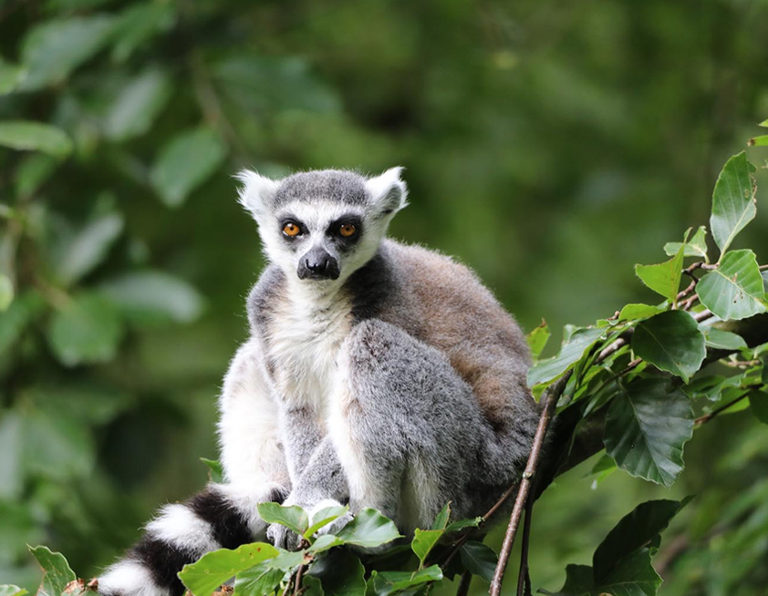 lemur primates—