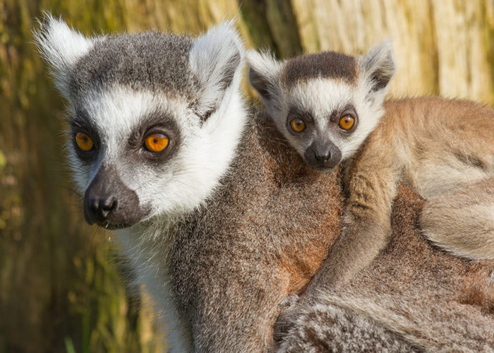lemur trek