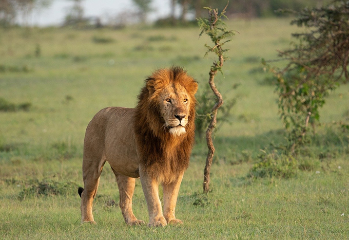 lions at murchison falls national park