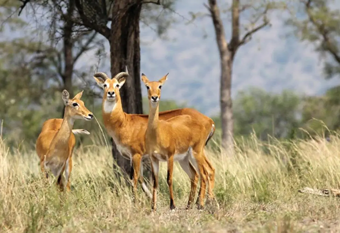 semuliki national park
