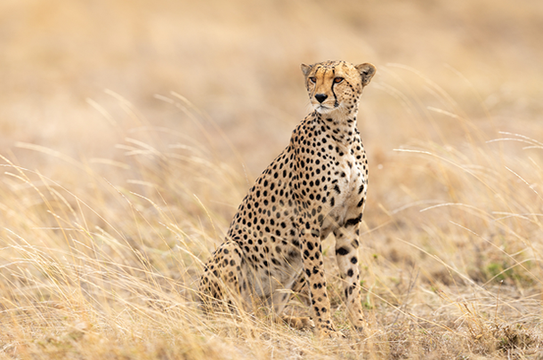 serengeti national park–
