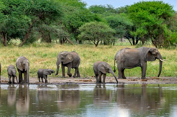 tarangire national park–