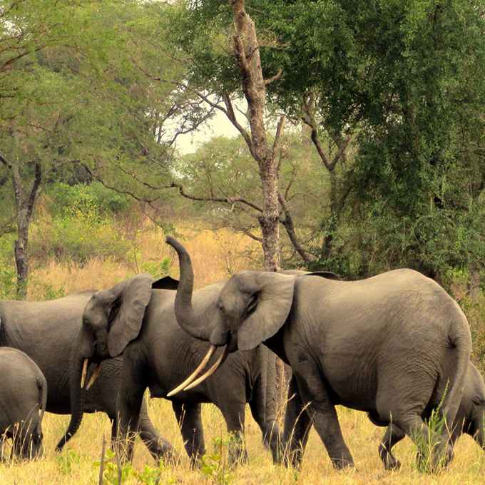 wildlife safari at semuliki