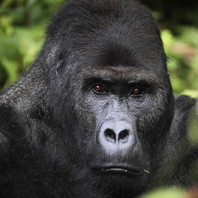 congo gorillas