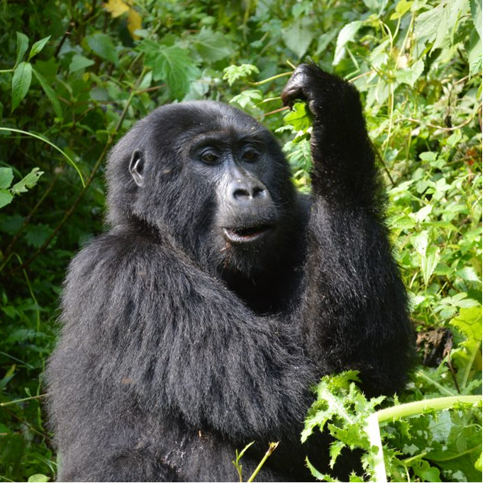 gorillas trek–
